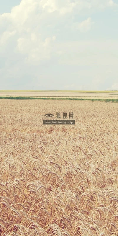 【12932】植物壁纸  2K 高清壁纸2560_1600@青蛙壁纸-笨猫小站