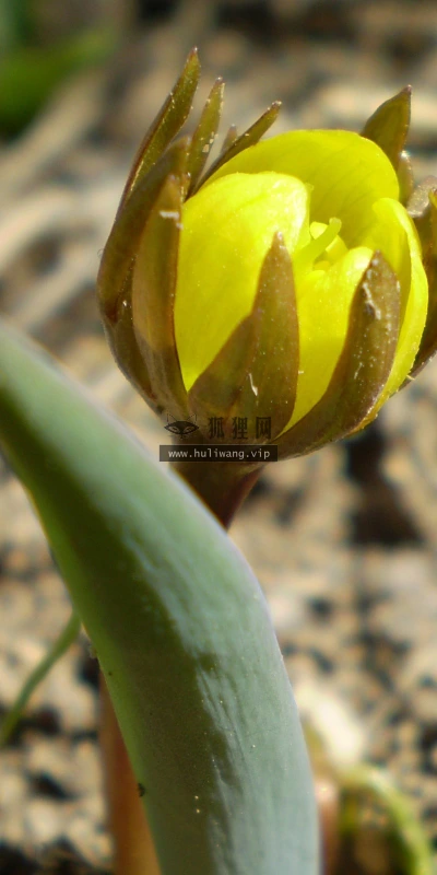 【12933】植物壁纸  2K 高清壁纸2560_1600@青蛙壁纸-笨猫小站