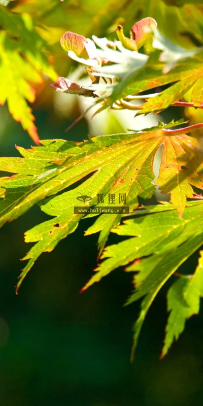 【12934】植物壁纸  2K 高清壁纸2560_1600@青蛙壁纸-笨猫小站