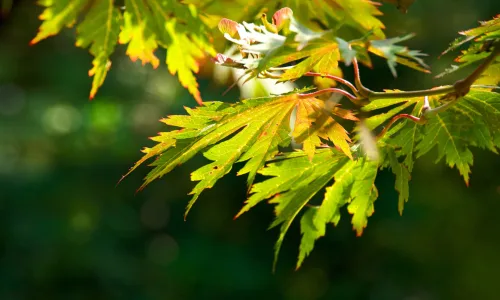 【12934】植物壁纸  2K 高清壁纸2560_1600@青蛙壁纸-笨猫小站