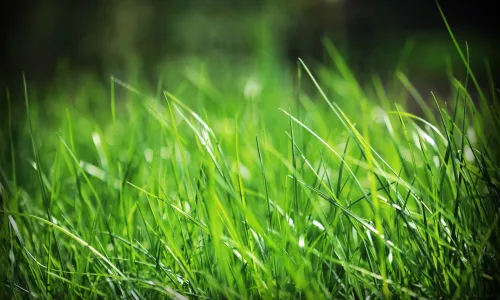 【12937】植物壁纸  2K 高清壁纸2560_1600@青蛙壁纸-笨猫小站