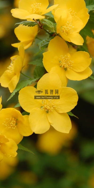 【12939】植物壁纸  2K 高清壁纸2560_1600@青蛙壁纸-笨猫小站
