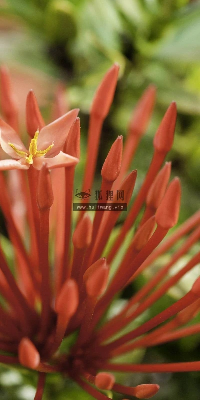 【12940】植物壁纸  2K 高清壁纸2560_1600@青蛙壁纸-笨猫小站