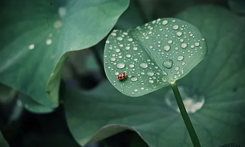 【12944】植物壁纸  2K 高清壁纸2560_1600@青蛙壁纸-笨猫小站