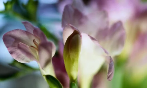 【12945】植物壁纸  2K 高清壁纸2560_1600@青蛙壁纸-笨猫小站