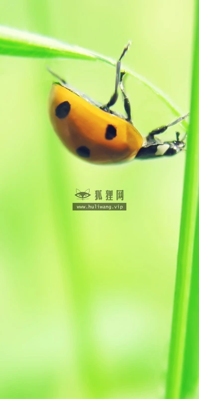【12947】植物壁纸  2K 高清壁纸2560_1600@青蛙壁纸-笨猫小站