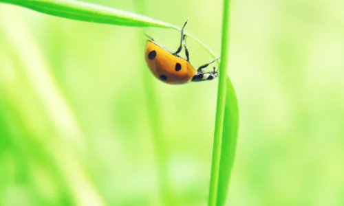 【12947】植物壁纸  2K 高清壁纸2560_1600@青蛙壁纸-笨猫小站