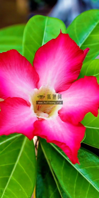 【12948】植物壁纸  2K 高清壁纸2560_1600@青蛙壁纸-笨猫小站