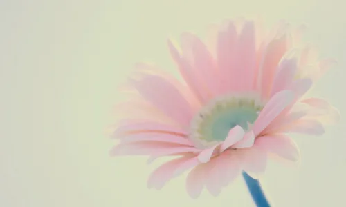【12949】植物壁纸  2K 高清壁纸2560_1600@青蛙壁纸-笨猫小站