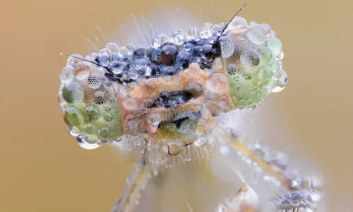 【12952】植物壁纸  2K 高清壁纸2560_1600@青蛙壁纸-笨猫小站