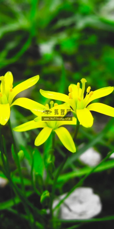 【12953】植物壁纸  2K 高清壁纸2560_1600@青蛙壁纸-笨猫小站