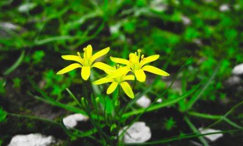 【12953】植物壁纸  2K 高清壁纸2560_1600@青蛙壁纸-笨猫小站