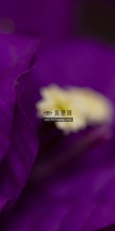 【12954】植物壁纸  2K 高清壁纸2560_1600@青蛙壁纸-笨猫小站