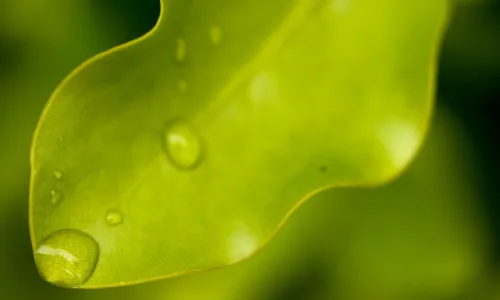 【12955】植物壁纸  2K 高清壁纸2560_1600@青蛙壁纸-笨猫小站