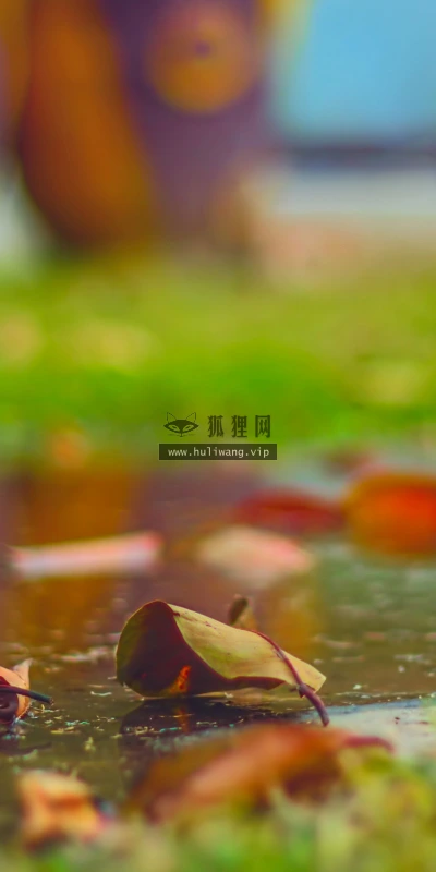 【12959】植物壁纸  2K 高清壁纸2560_1600@青蛙壁纸-笨猫小站