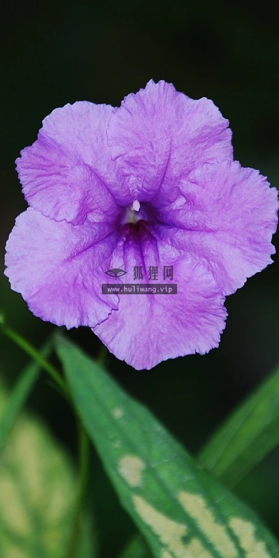 【12960】植物壁纸  2K 高清壁纸2560_1600@青蛙壁纸-笨猫小站
