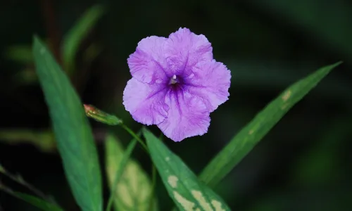 【12960】植物壁纸  2K 高清壁纸2560_1600@青蛙壁纸-笨猫小站