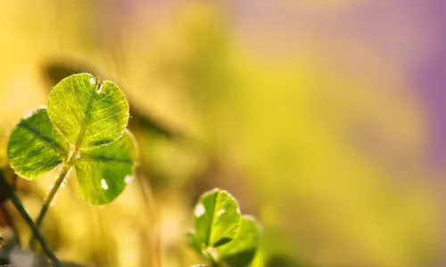 【12961】植物壁纸  2K 高清壁纸2560_1600@青蛙壁纸-笨猫小站