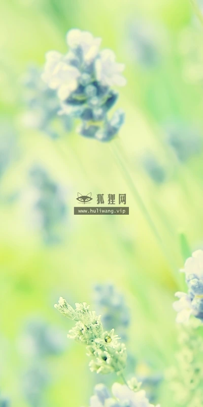 【12962】植物壁纸  2K 高清壁纸2560_1600@青蛙壁纸-笨猫小站