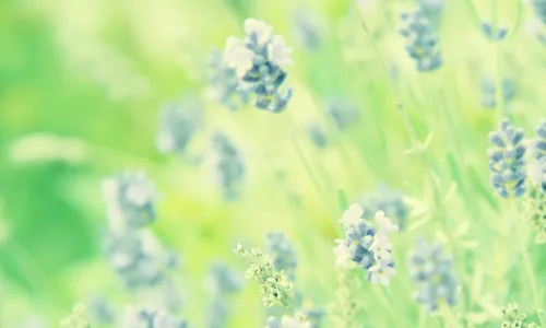 【12962】植物壁纸  2K 高清壁纸2560_1600@青蛙壁纸-笨猫小站