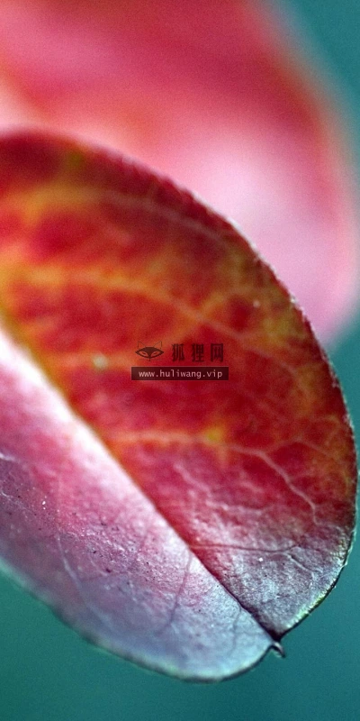【12963】植物壁纸  2K 高清壁纸2560_1600@青蛙壁纸-笨猫小站