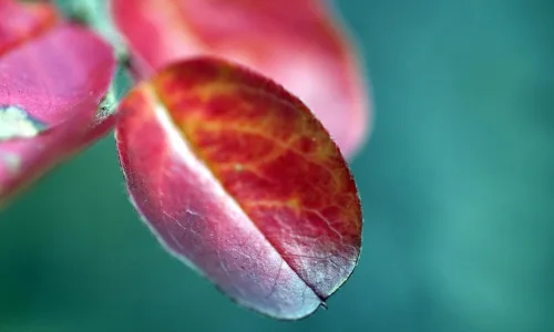 【12963】植物壁纸  2K 高清壁纸2560_1600@青蛙壁纸-笨猫小站