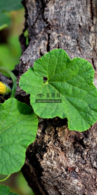 【12964】植物壁纸  2K 高清壁纸2560_1600@青蛙壁纸-笨猫小站