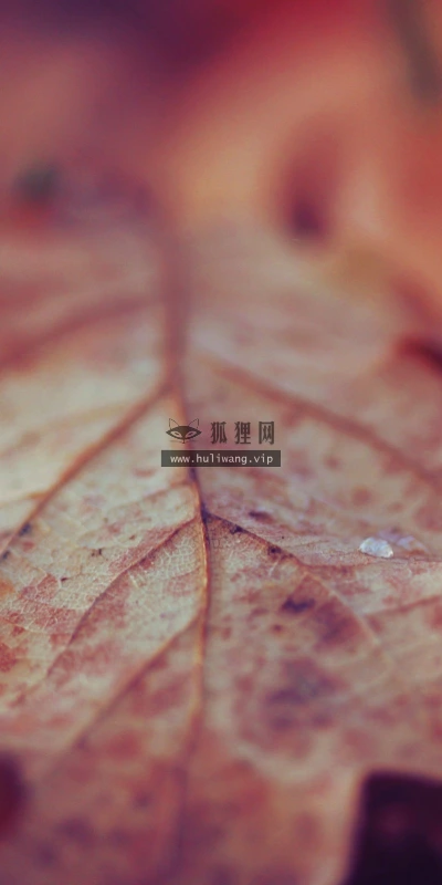 【12965】植物壁纸  2K 高清壁纸2560_1600@青蛙壁纸-笨猫小站