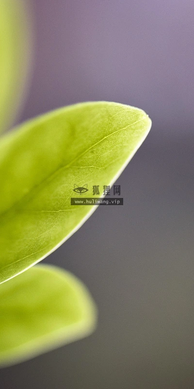 【12968】植物壁纸  2K 高清壁纸2560_1600@青蛙壁纸-笨猫小站
