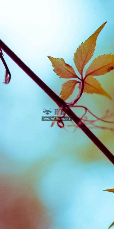 【12969】植物壁纸  2K 高清壁纸2560_1600@青蛙壁纸-笨猫小站