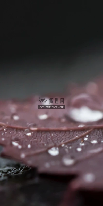 【12970】植物壁纸  2K 高清壁纸2560_1600@青蛙壁纸-笨猫小站
