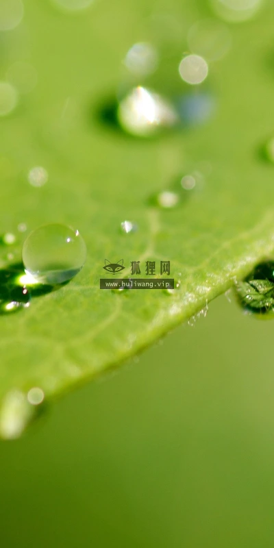 【12971】植物壁纸  2K 高清壁纸2560_1600@青蛙壁纸-笨猫小站