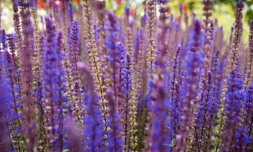 【12972】植物壁纸  2K 高清壁纸2560_1600@青蛙壁纸-笨猫小站