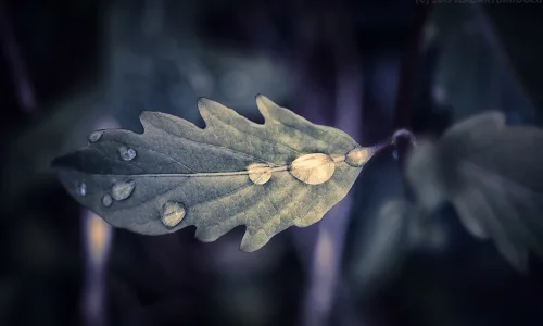 【12973】植物壁纸  2K 高清壁纸2560_1600@青蛙壁纸-笨猫小站