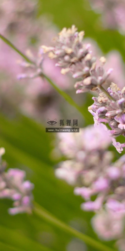 【12976】植物壁纸  2K 高清壁纸2560_1600@青蛙壁纸-笨猫小站