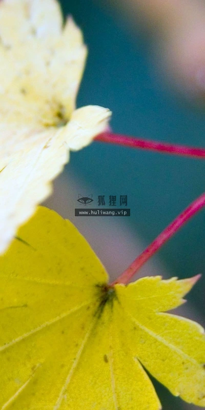 【12977】植物壁纸  2K 高清壁纸2560_1600@青蛙壁纸-笨猫小站