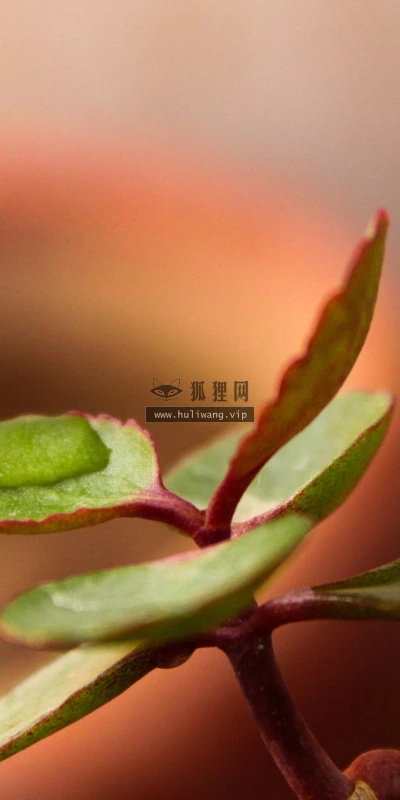 【12978】植物壁纸  2K 高清壁纸2560_1600@青蛙壁纸-笨猫小站