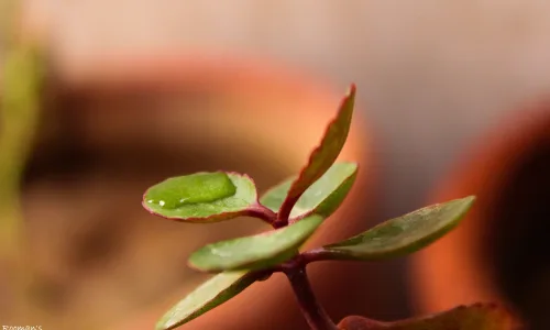 【12978】植物壁纸  2K 高清壁纸2560_1600@青蛙壁纸-笨猫小站
