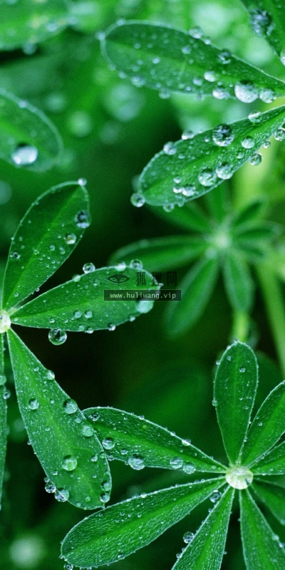 【12980】植物壁纸  2K 高清壁纸2560_1600@青蛙壁纸-笨猫小站