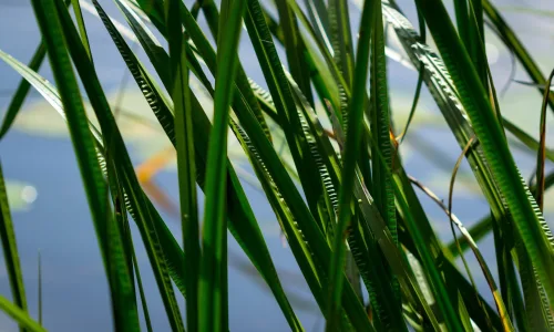 【12981】植物壁纸  2K 高清壁纸2560_1600@青蛙壁纸-笨猫小站