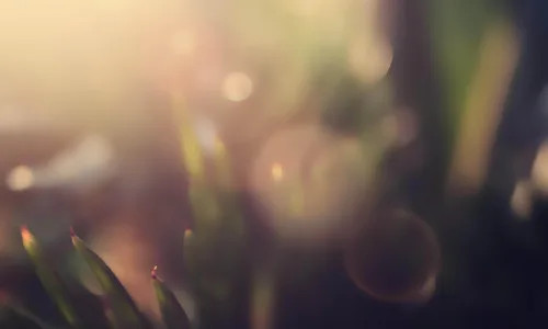 【12984】植物壁纸  2K 高清壁纸2560_1600@青蛙壁纸-笨猫小站