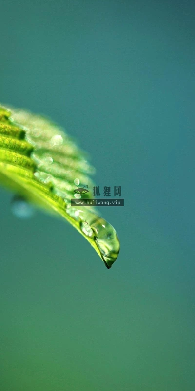 【12985】植物壁纸  2K 高清壁纸2560_1600@青蛙壁纸-笨猫小站