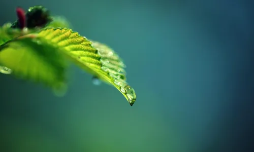 【12985】植物壁纸  2K 高清壁纸2560_1600@青蛙壁纸-笨猫小站
