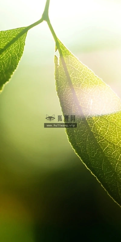 【12986】植物壁纸  2K 高清壁纸2560_1600@青蛙壁纸-笨猫小站