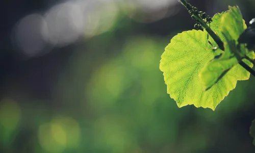 【12987】植物壁纸  2K 高清壁纸2560_1600@青蛙壁纸-笨猫小站