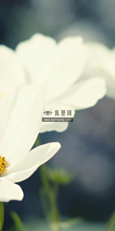 【12988】植物壁纸  2K 高清壁纸2560_1600@青蛙壁纸-笨猫小站