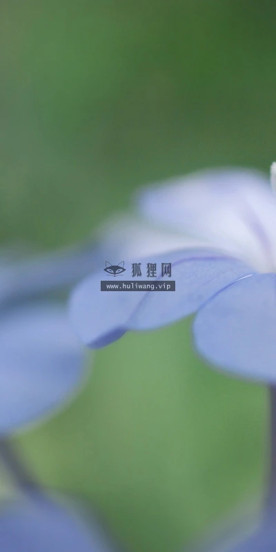 【12989】植物壁纸  2K 高清壁纸2560_1600@青蛙壁纸-笨猫小站