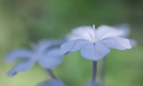 【12989】植物壁纸  2K 高清壁纸2560_1600@青蛙壁纸-笨猫小站