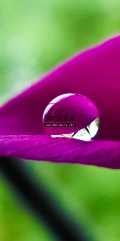 【12990】植物壁纸  2K 高清壁纸2560_1600@青蛙壁纸-笨猫小站