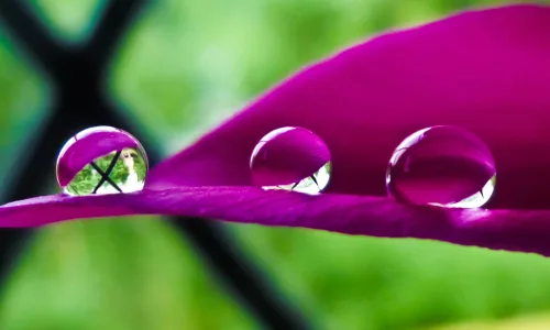 【12990】植物壁纸  2K 高清壁纸2560_1600@青蛙壁纸-笨猫小站